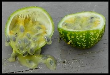 Perfumed Passionflower